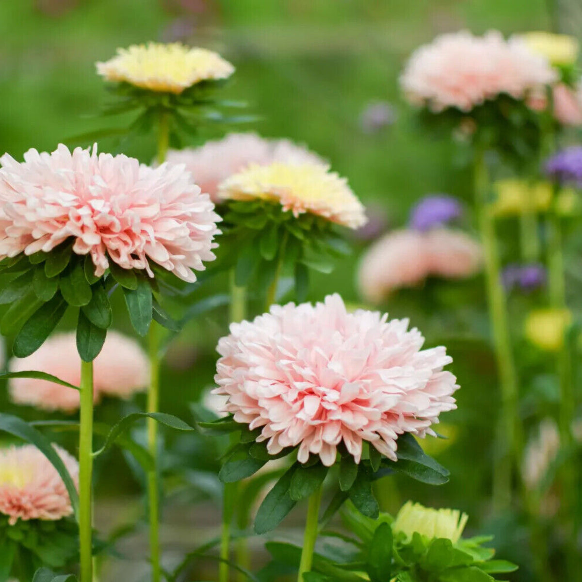 King Size Apricot Aster Seeds - Fall Blooms, 20 seeds