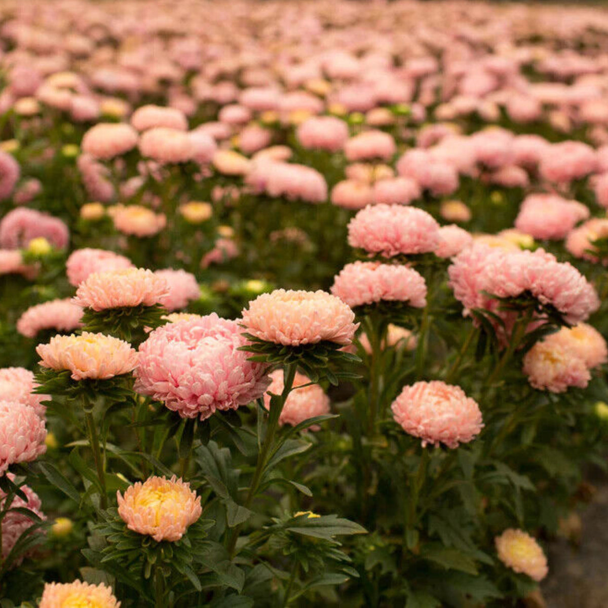 King Size Apricot Aster Seeds - Fall Blooms, 20 seeds