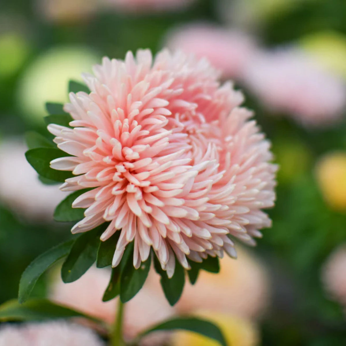 King Size Apricot Aster Seeds - Fall Blooms, 20 seeds