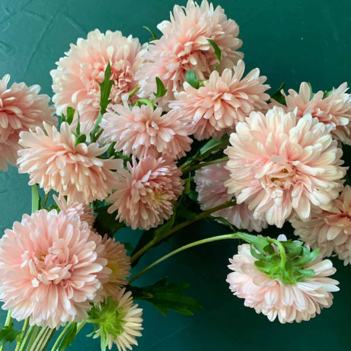 King Size Apricot Aster Seeds - Fall Blooms, 20 seeds