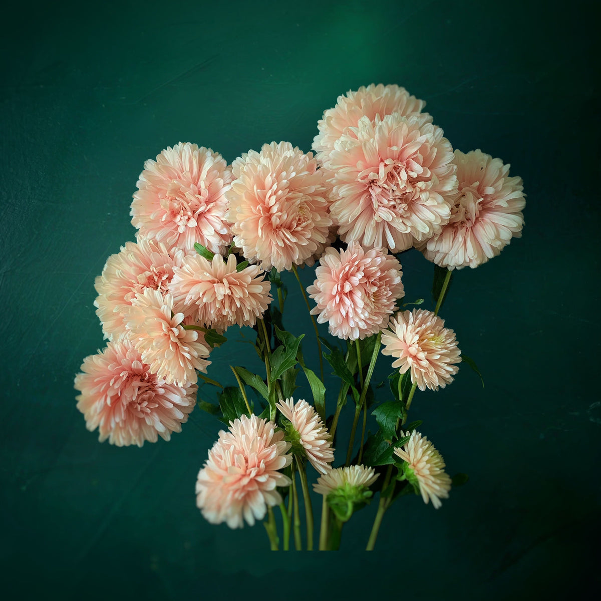 King Size Apricot Aster Seeds - Fall Blooms, 20 seeds