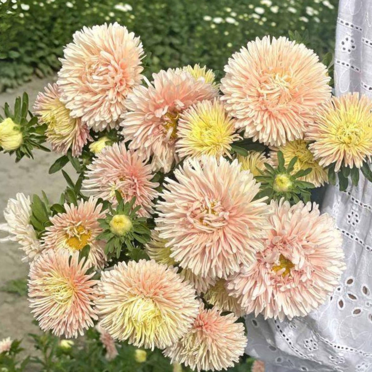 King Size Apricot Aster Seeds - Fall Blooms, 20 seeds