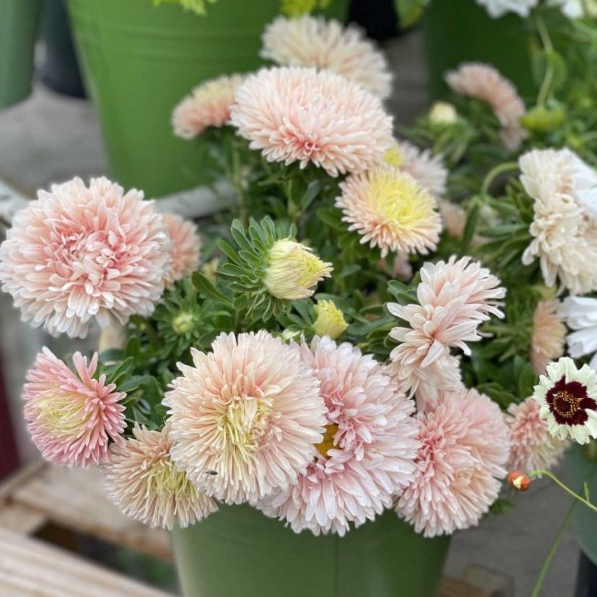King Size Apricot Aster Seeds - Fall Blooms, 20 seeds