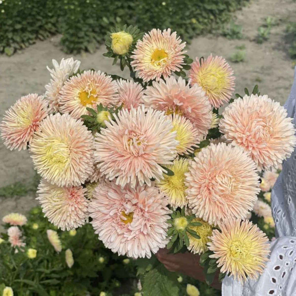 King Size Apricot Aster Seeds - Fall Blooms, 20 seeds