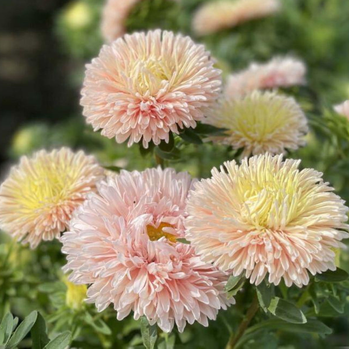 King Size Apricot Aster Seeds - Fall Blooms, 20 seeds