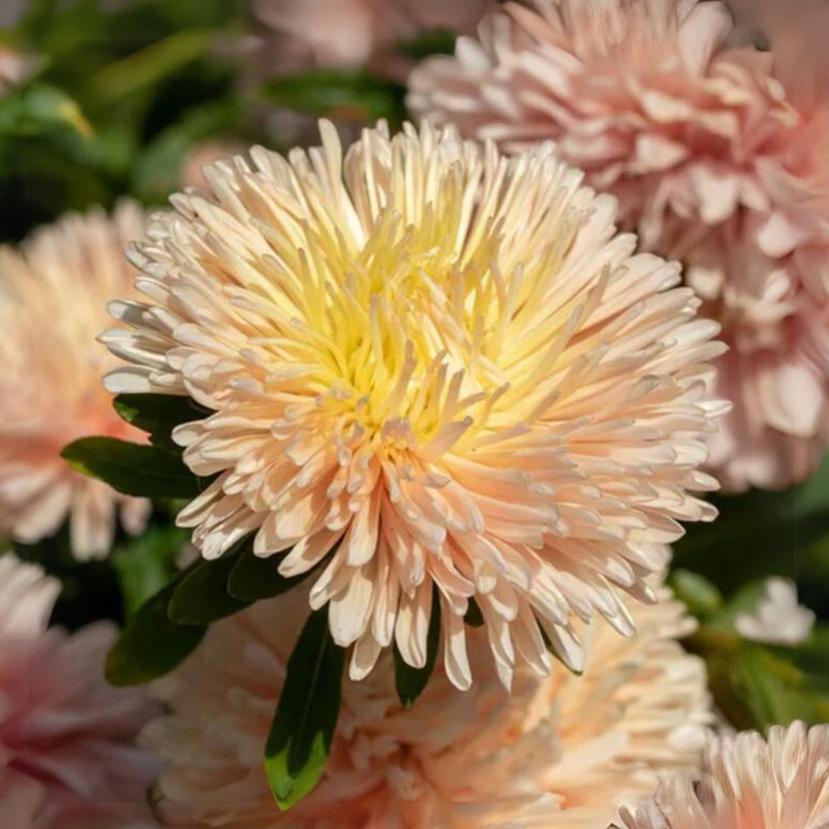 King Size Apricot Aster Seeds - Fall Blooms, 20 seeds