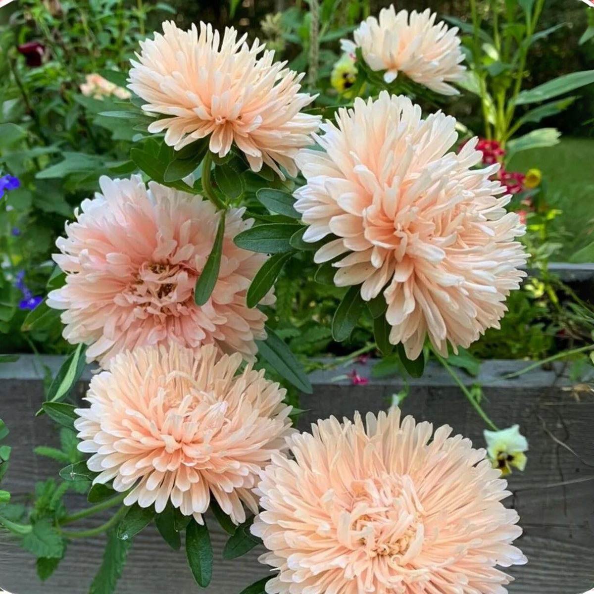 King Size Apricot Aster Seeds - Fall Blooms, 20 seeds