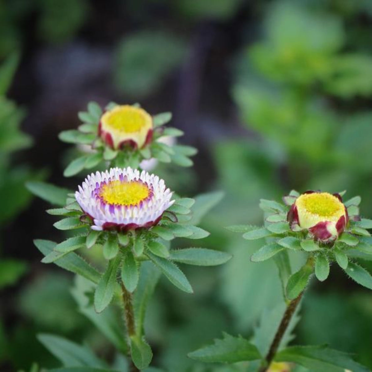 20s | Moonshine - Aster Seeds (Callistephus chinensis) China Aster - Authentic - Open-Pollinated - Heirloom - Mix Seeds to Plant - #8034