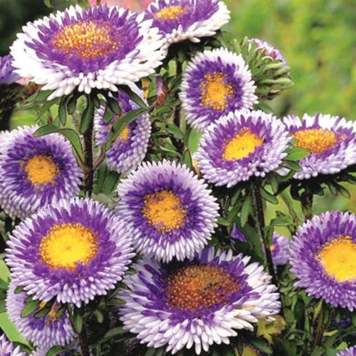20s | Moonshine - Aster Seeds (Callistephus chinensis) China Aster - Authentic - Open-Pollinated - Heirloom - Mix Seeds to Plant - #8034
