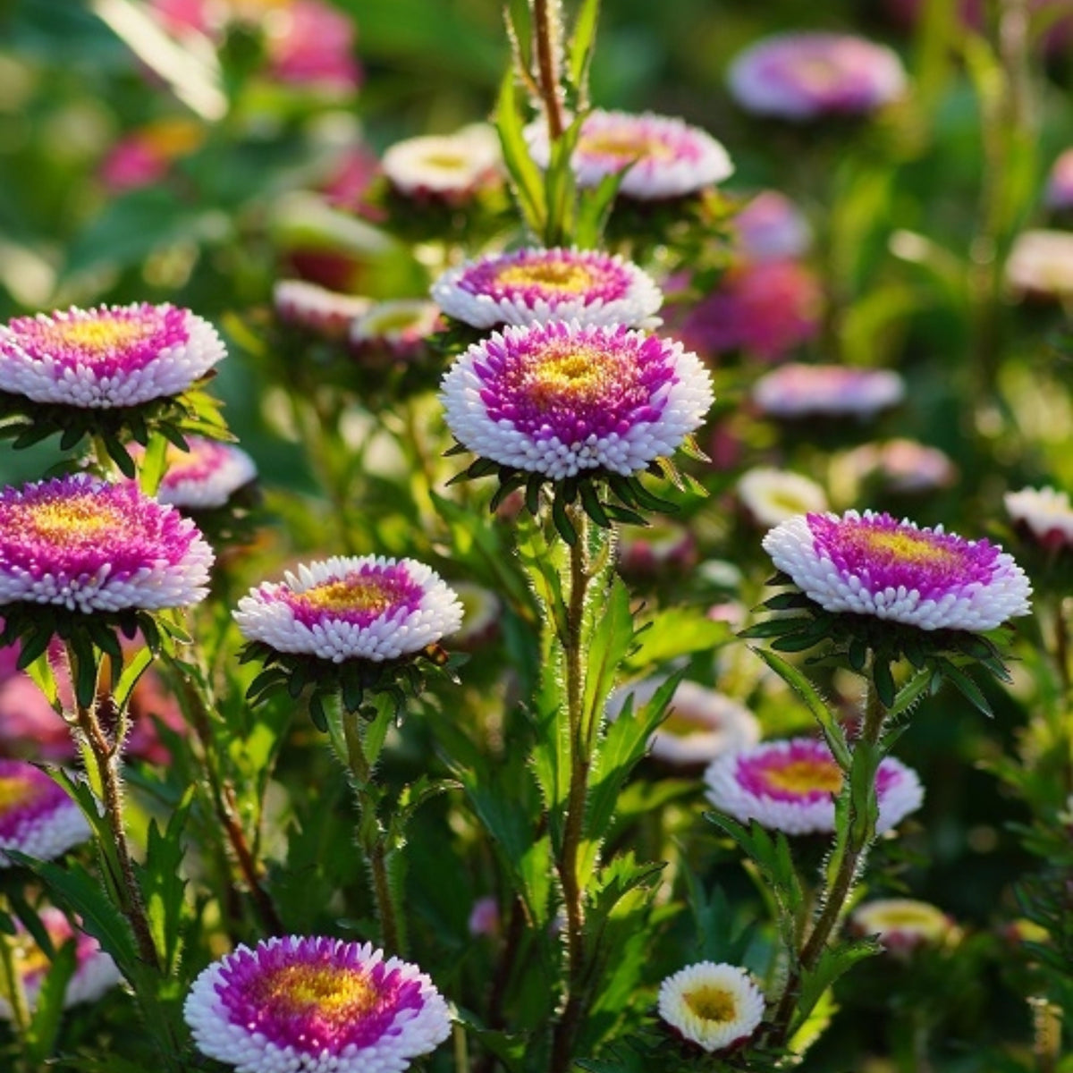 20s | Moonshine - Aster Seeds (Callistephus chinensis) China Aster - Authentic - Open-Pollinated - Heirloom - Mix Seeds to Plant - #8034