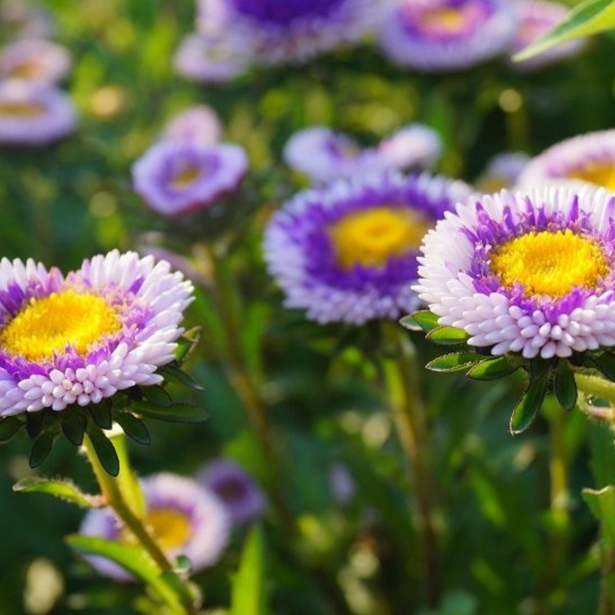 20s | Moonshine - Aster Seeds (Callistephus chinensis) China Aster - Authentic - Open-Pollinated - Heirloom - Mix Seeds to Plant - #8034