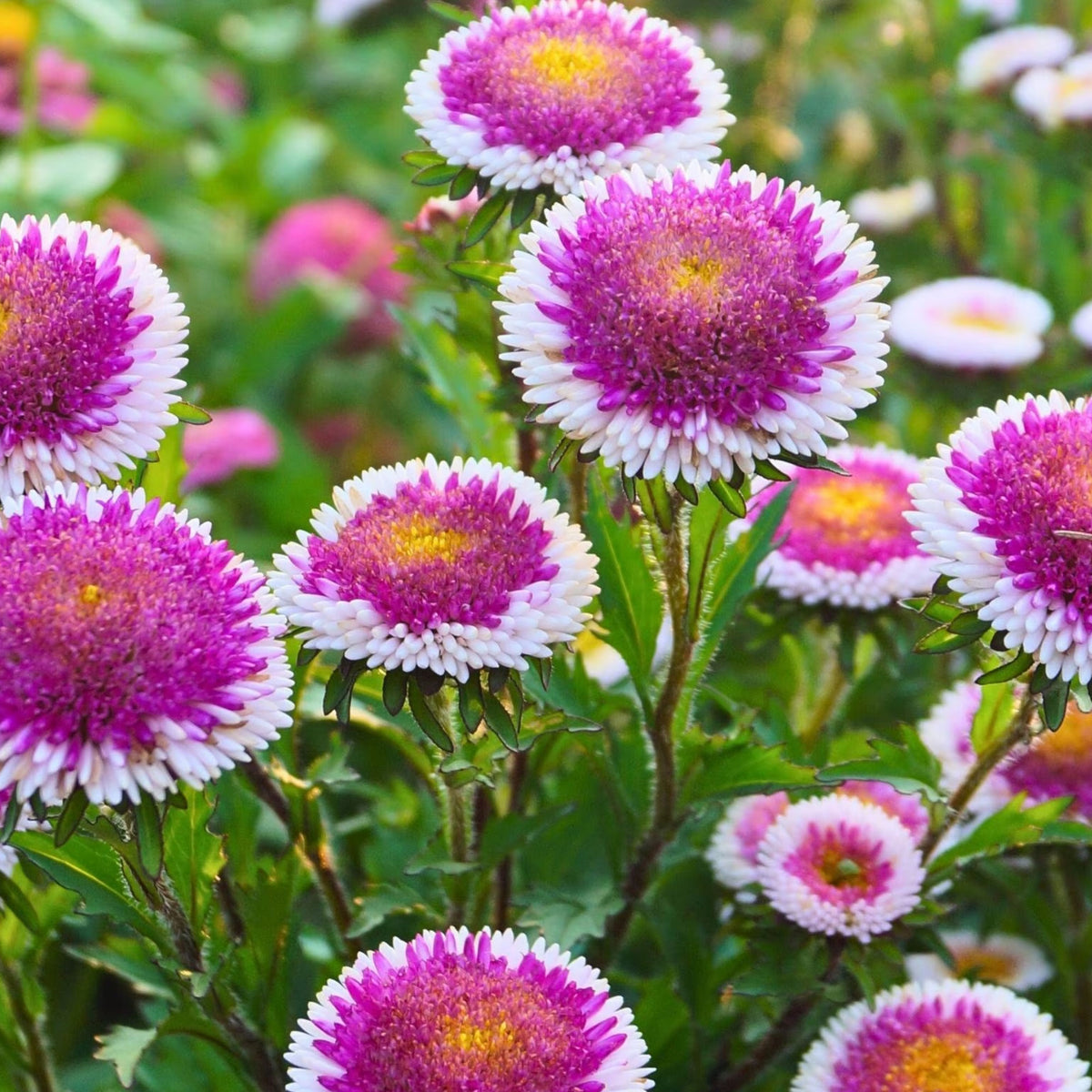 20s | Moonshine - Aster Seeds (Callistephus chinensis) China Aster - Authentic - Open-Pollinated - Heirloom - Mix Seeds to Plant - #8034