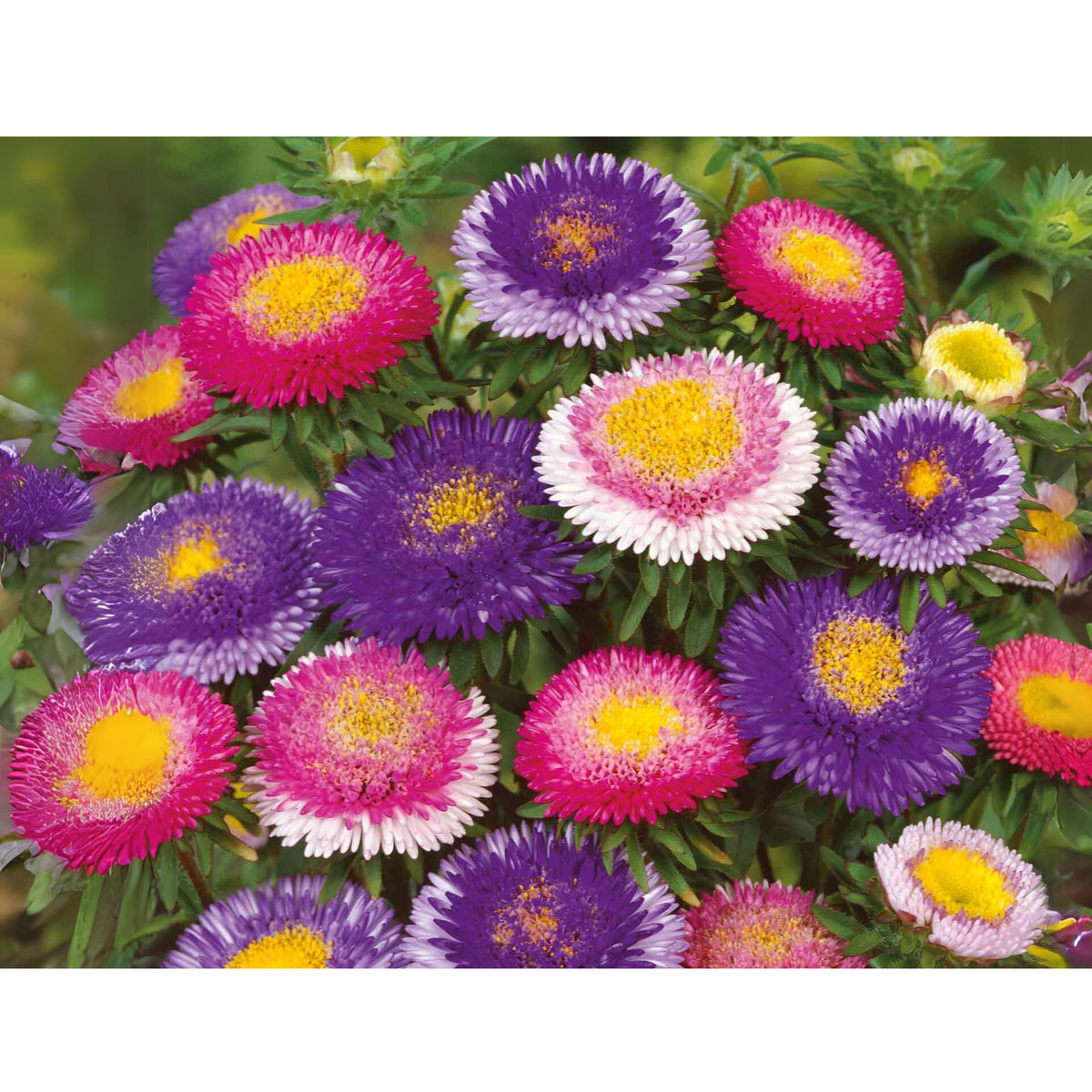 20s | Moonshine - Aster Seeds (Callistephus chinensis) China Aster - Authentic - Open-Pollinated - Heirloom - Mix Seeds to Plant - #8034
