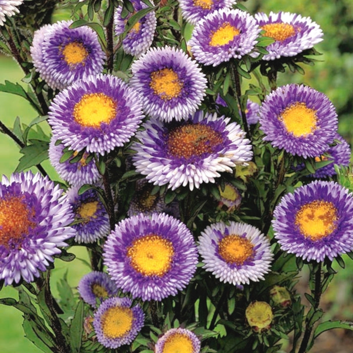 20s | Moonshine - Aster Seeds (Callistephus chinensis) China Aster - Authentic - Open-Pollinated - Heirloom - Mix Seeds to Plant - #8034