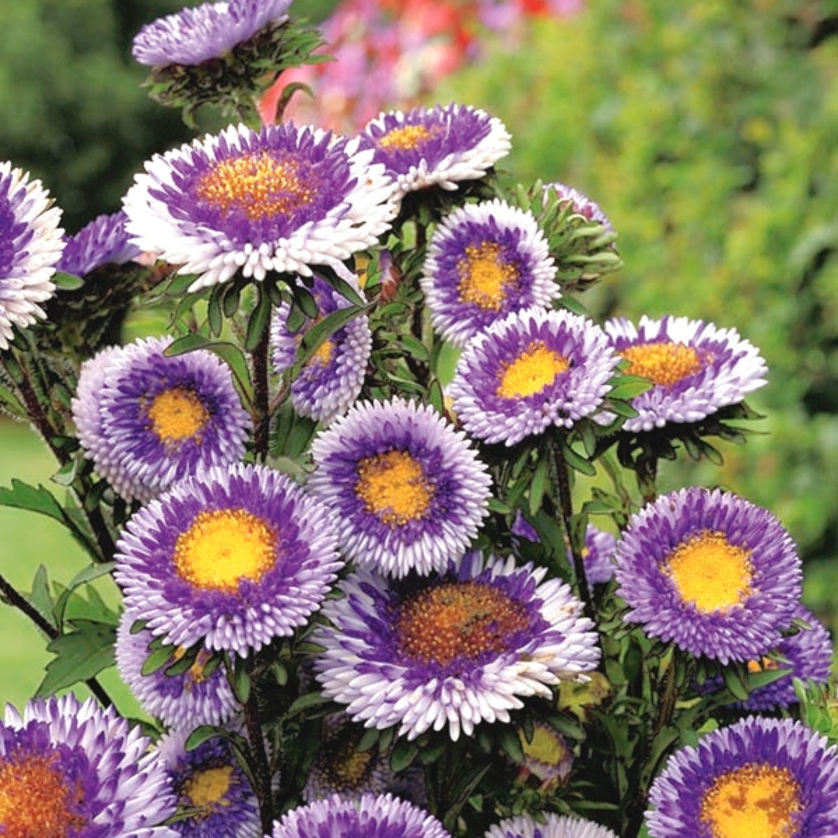 20s | Moonshine - Aster Seeds (Callistephus chinensis) China Aster - Authentic - Open-Pollinated - Heirloom - Mix Seeds to Plant - #8034