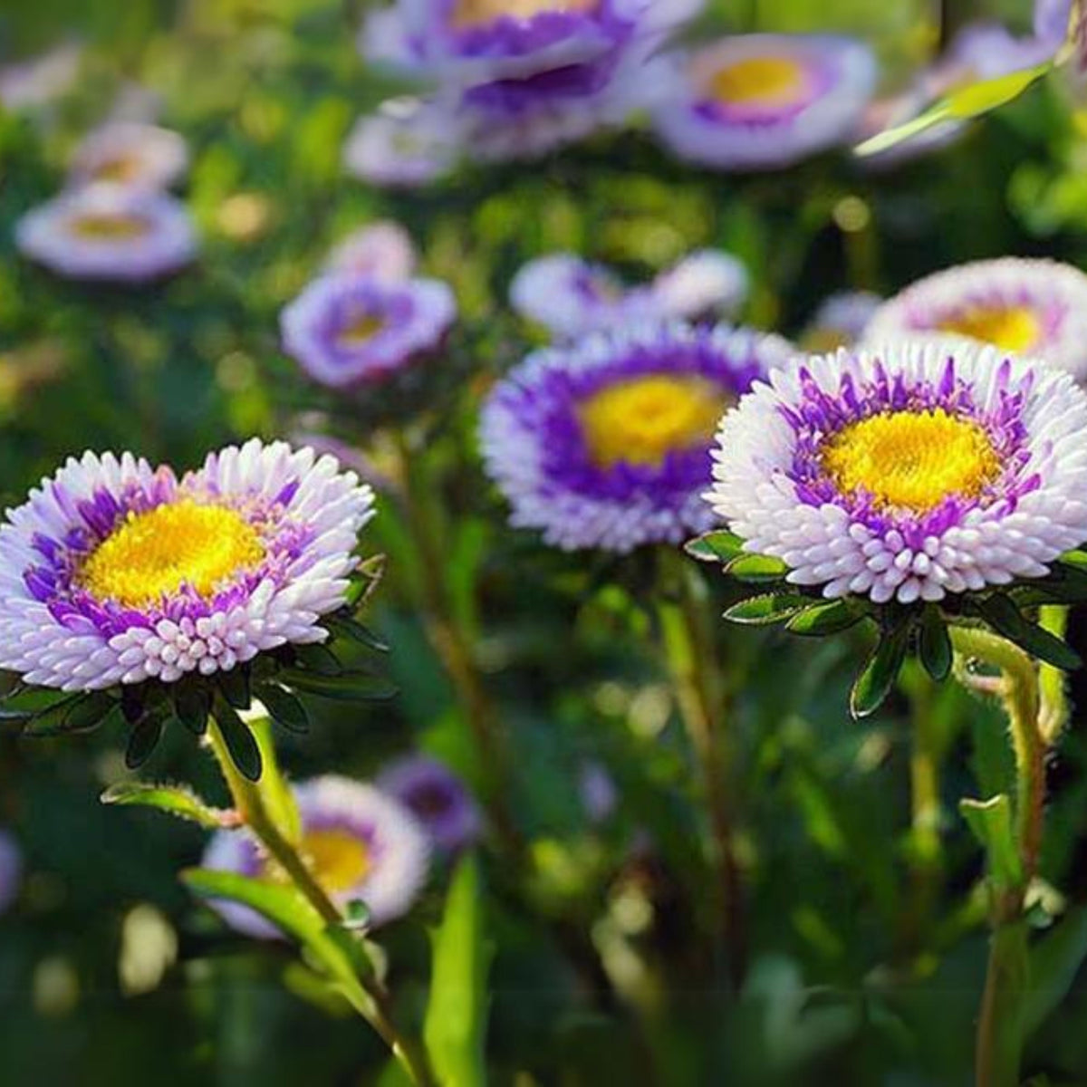 20s | Moonshine - Aster Seeds (Callistephus chinensis) China Aster - Authentic - Open-Pollinated - Heirloom - Mix Seeds to Plant - #8034