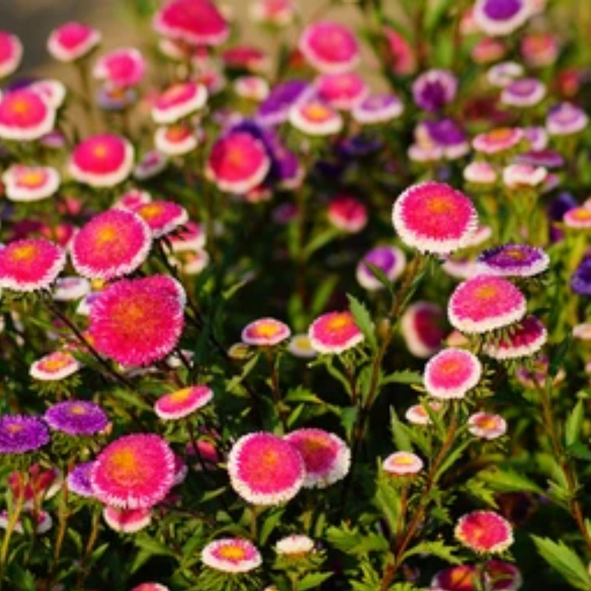 20s | Moonshine - Aster Seeds (Callistephus chinensis) China Aster - Authentic - Open-Pollinated - Heirloom - Mix Seeds to Plant - #8034