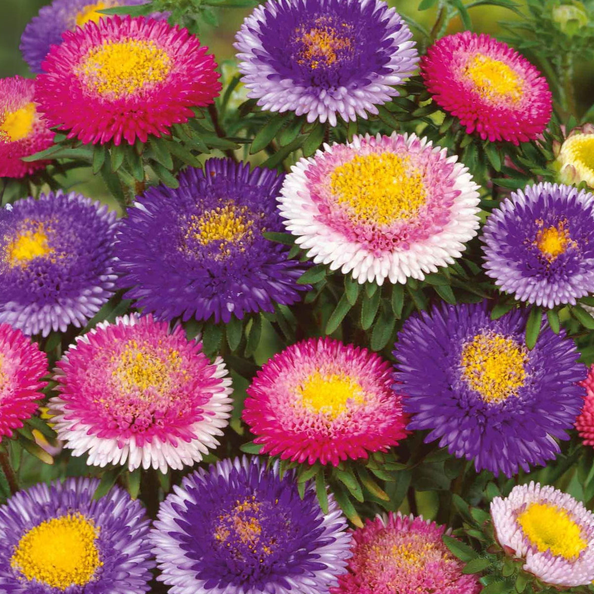 20s | Moonshine - Aster Seeds (Callistephus chinensis) China Aster - Authentic - Open-Pollinated - Heirloom - Mix Seeds to Plant - #8034