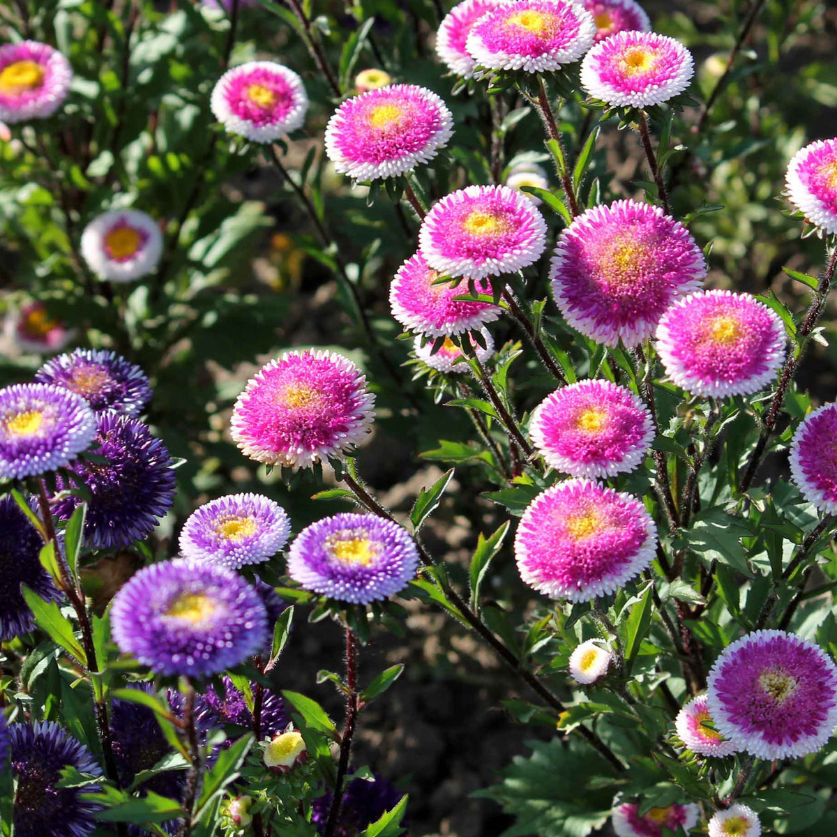 20s | Moonshine - Aster Seeds (Callistephus chinensis) China Aster - Authentic - Open-Pollinated - Heirloom - Mix Seeds to Plant - #8034