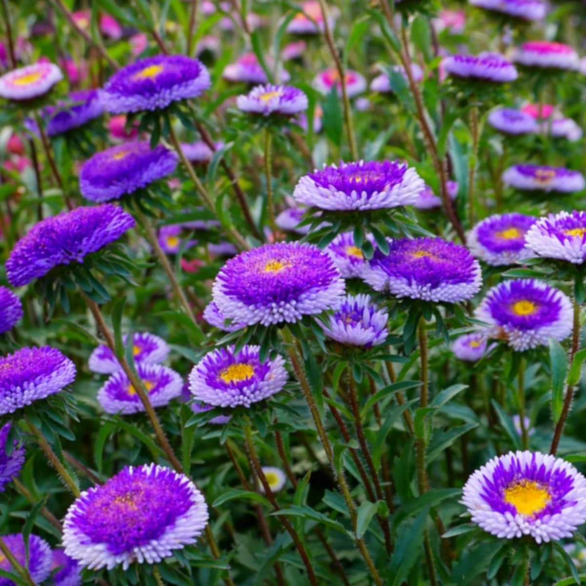 20s | Moonshine - Aster Seeds (Callistephus chinensis) China Aster - Authentic - Open-Pollinated - Heirloom - Mix Seeds to Plant - #8034
