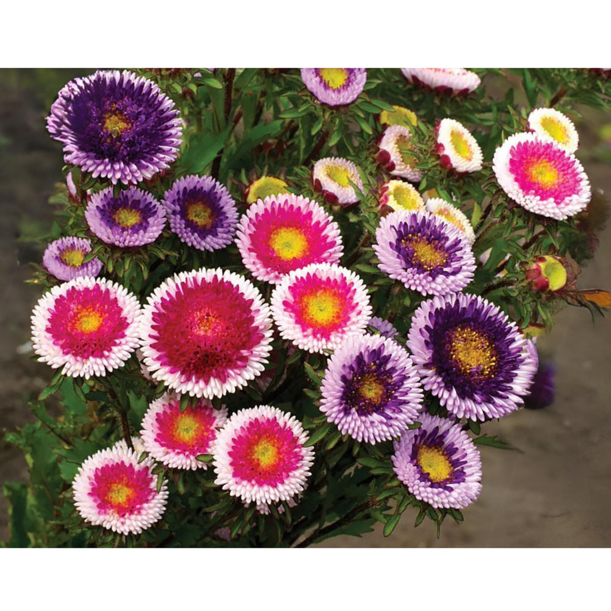 20s | Moonshine - Aster Seeds (Callistephus chinensis) China Aster - Authentic - Open-Pollinated - Heirloom - Mix Seeds to Plant - #8034