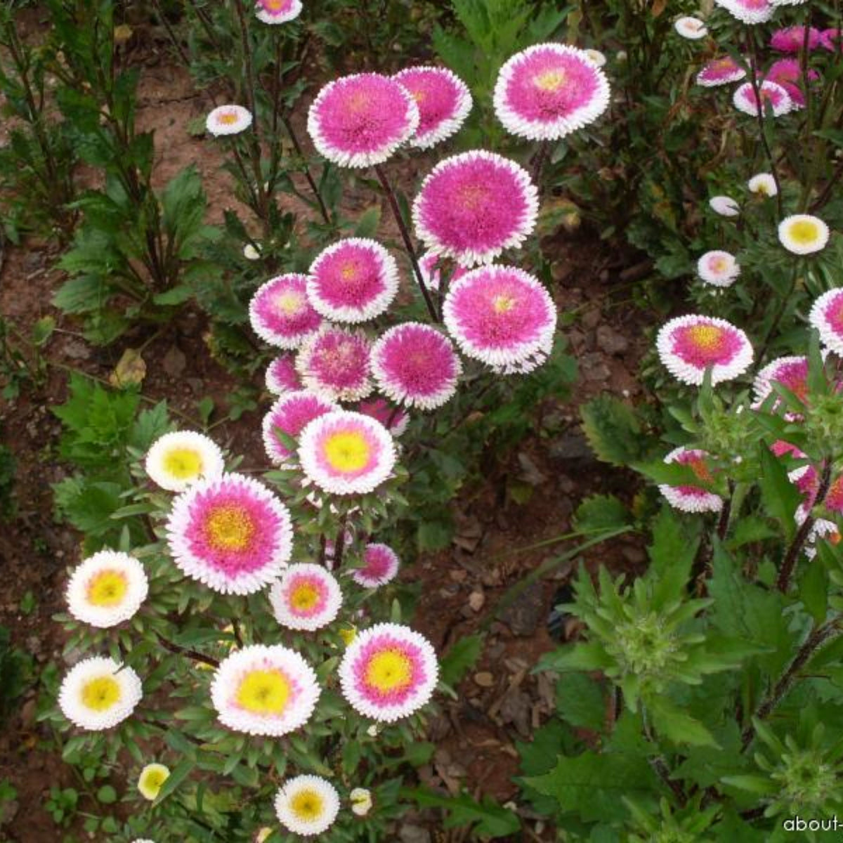 20s | Moonshine - Aster Seeds (Callistephus chinensis) China Aster - Authentic - Open-Pollinated - Heirloom - Mix Seeds to Plant - #8034
