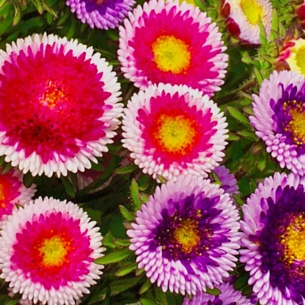 20s | Moonshine - Aster Seeds (Callistephus chinensis) China Aster - Authentic - Open-Pollinated - Heirloom - Mix Seeds to Plant - #8034