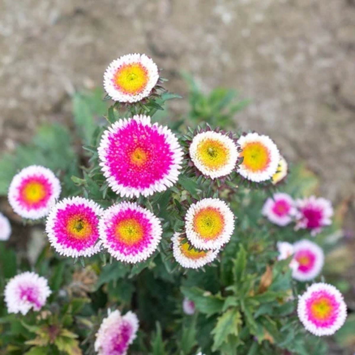 20s | Moonshine - Aster Seeds (Callistephus chinensis) China Aster - Authentic - Open-Pollinated - Heirloom - Mix Seeds to Plant - #8034