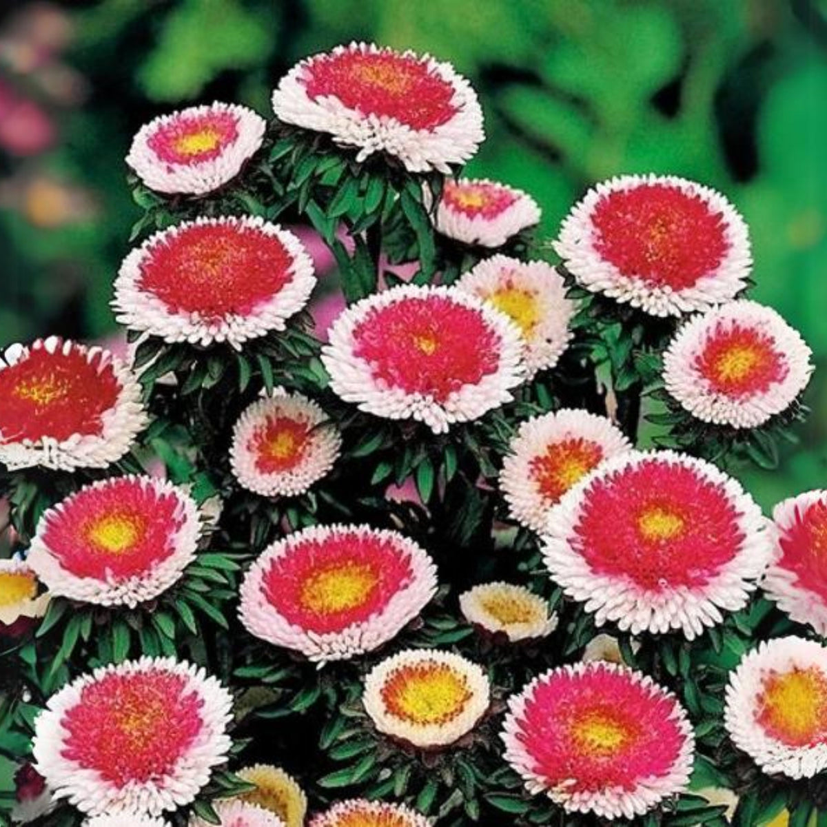 20s | Moonshine - Aster Seeds (Callistephus chinensis) China Aster - Authentic - Open-Pollinated - Heirloom - Mix Seeds to Plant - #8034