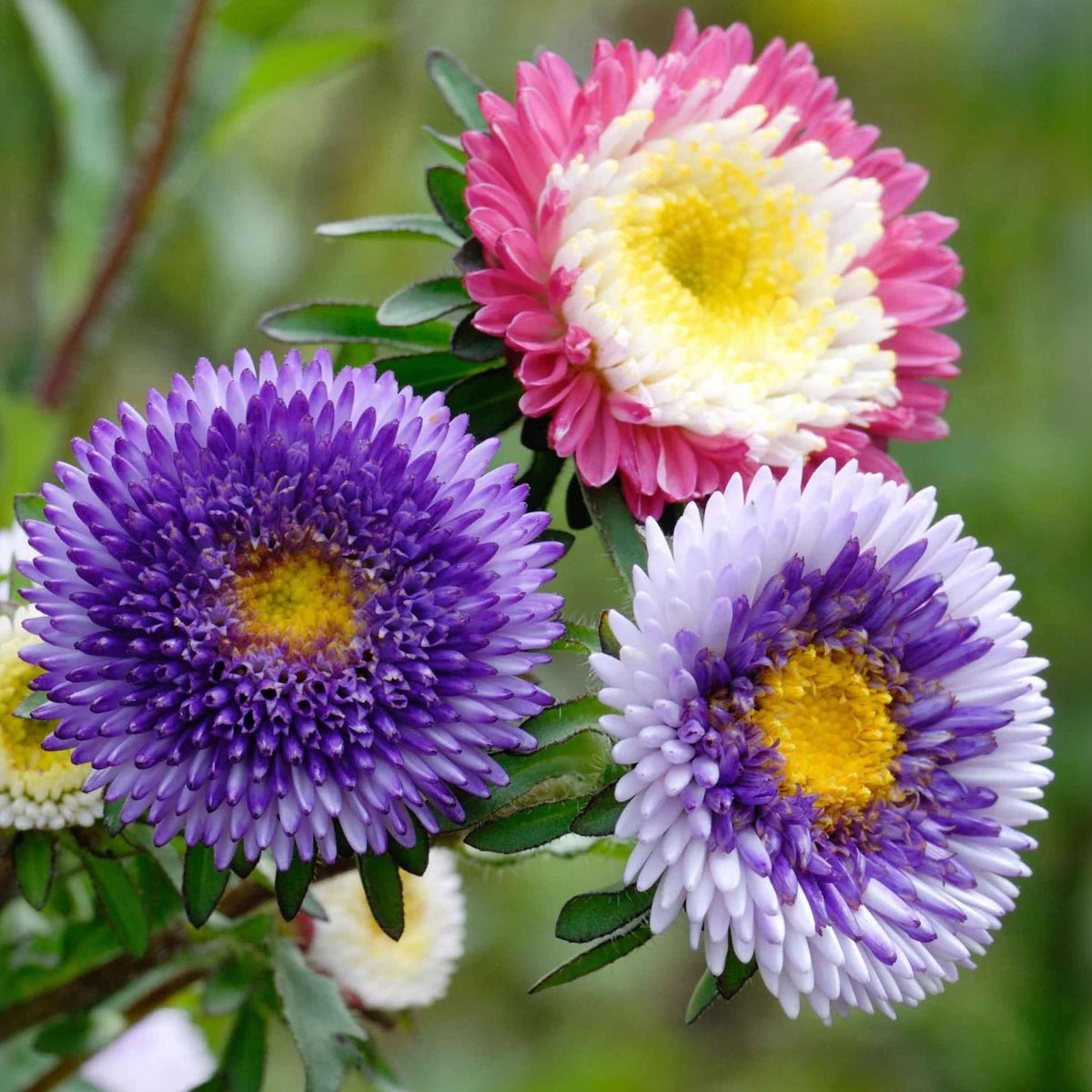 20s | Moonshine - Aster Seeds (Callistephus chinensis) China Aster - Authentic - Open-Pollinated - Heirloom - Mix Seeds to Plant - #8034