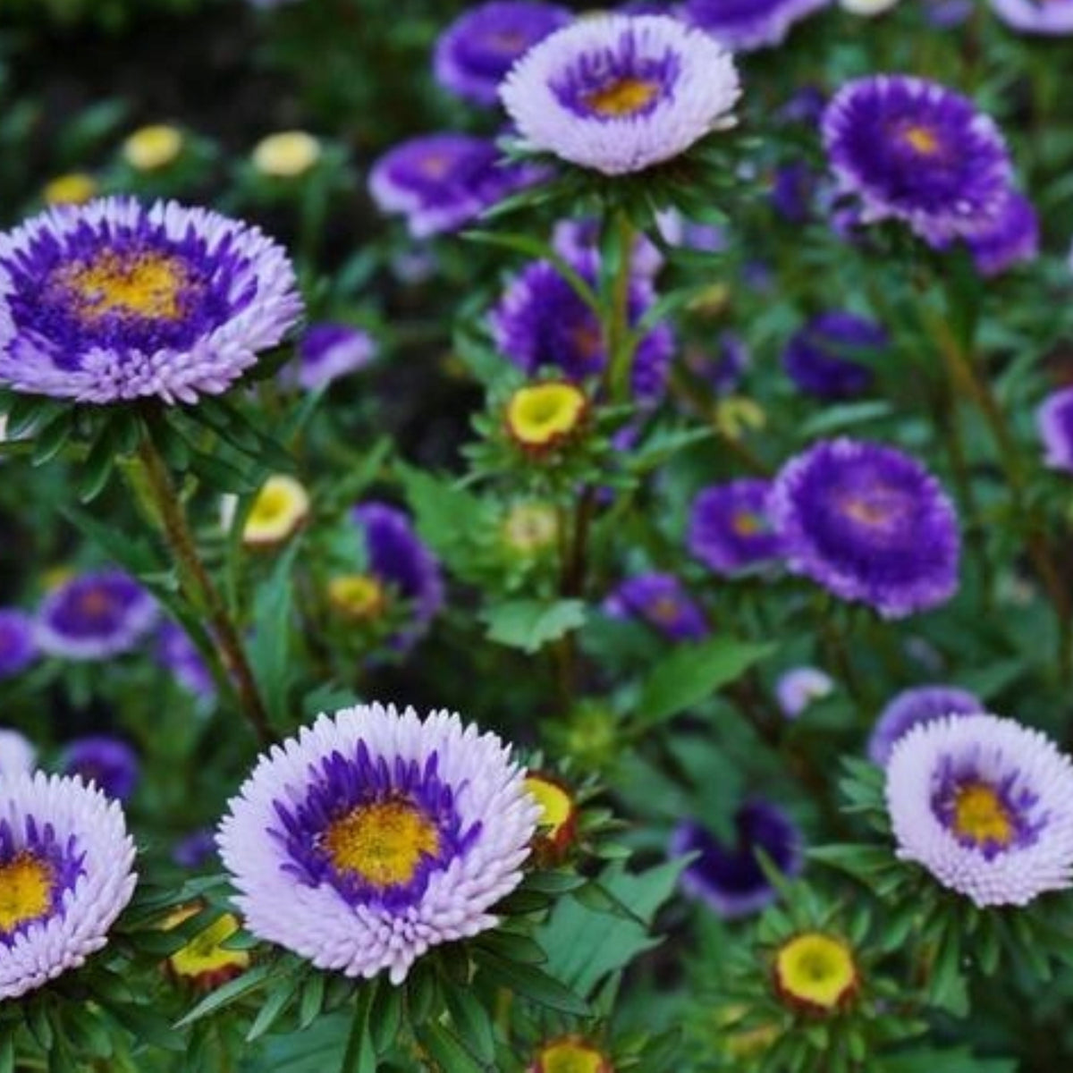 20s | Moonshine - Aster Seeds (Callistephus chinensis) China Aster - Authentic - Open-Pollinated - Heirloom - Mix Seeds to Plant - #8034