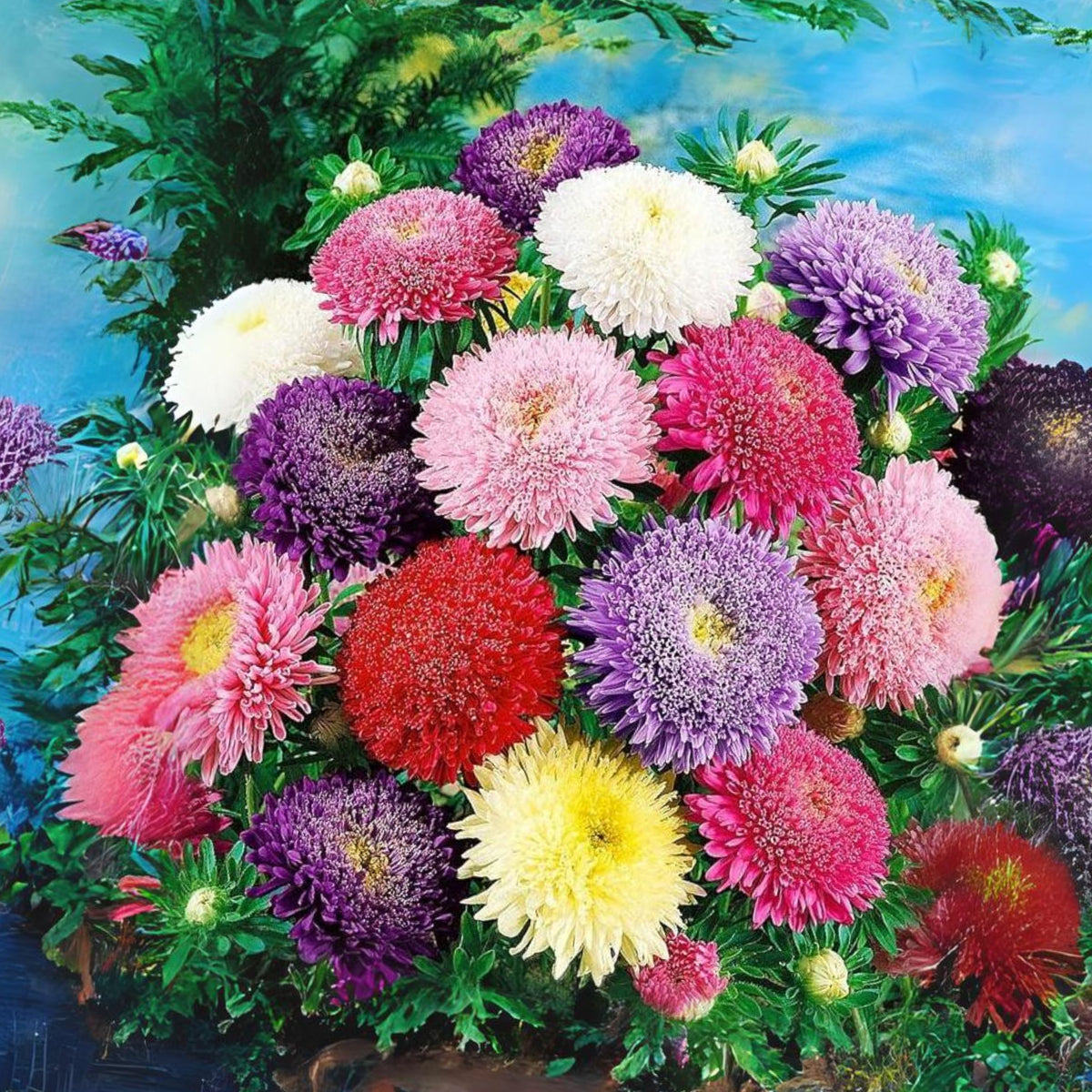 Rubens Mix Aster Seeds (Pompon) - China Aster, 20 seeds