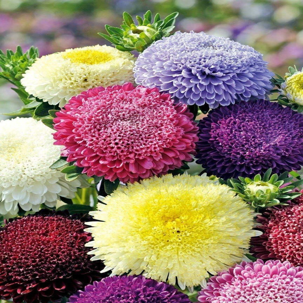 Rubens Mix Aster Seeds (Pompon) - China Aster, 20 seeds