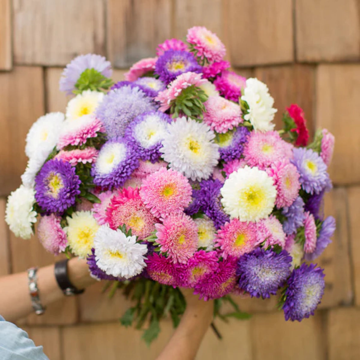 Rubens Mix Aster Seeds (Pompon) - China Aster, 20 seeds