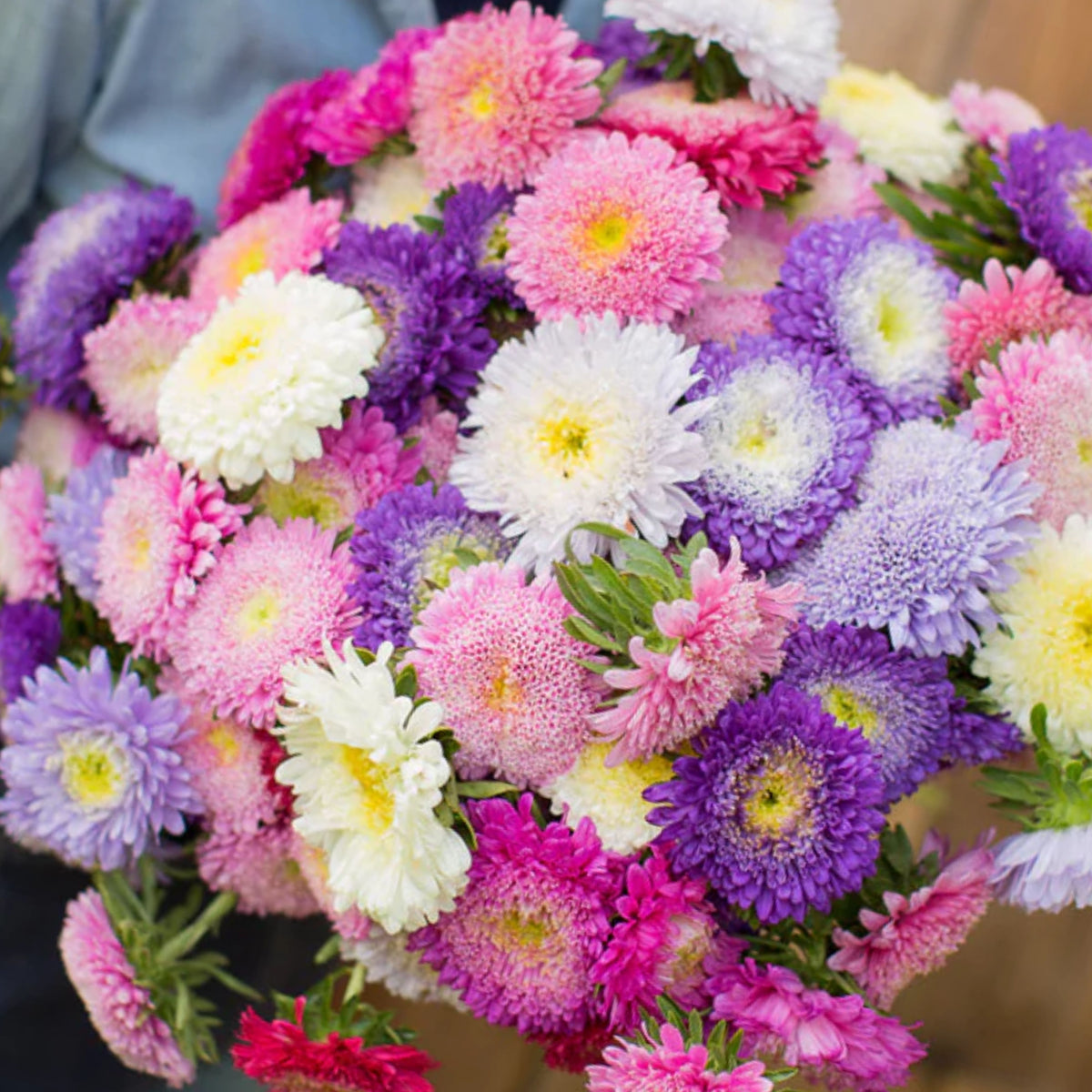 Rubens Mix Aster Seeds (Pompon) - China Aster, 20 seeds