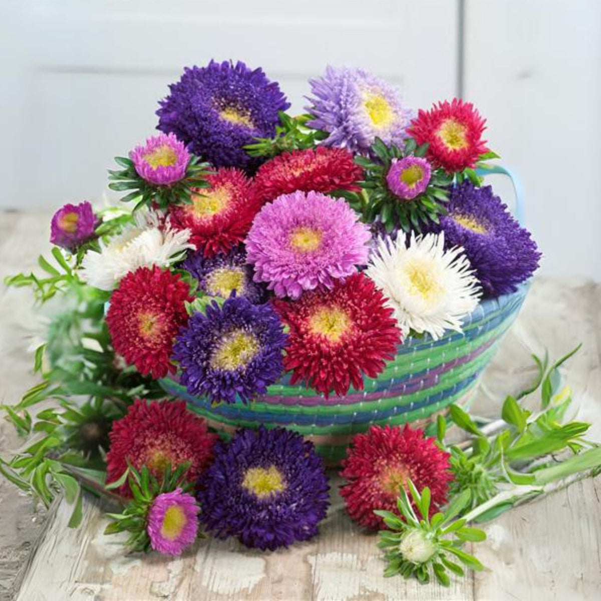 Rubens Mix Aster Seeds (Pompon) - China Aster, 20 seeds