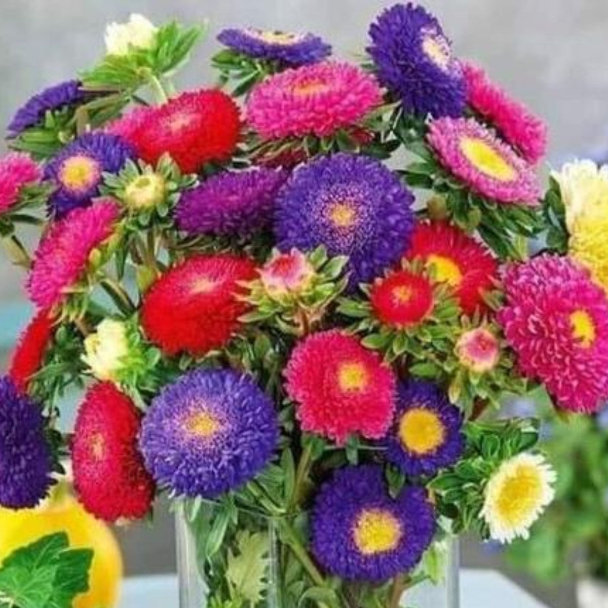 Rubens Mix Aster Seeds (Pompon) - China Aster, 20 seeds
