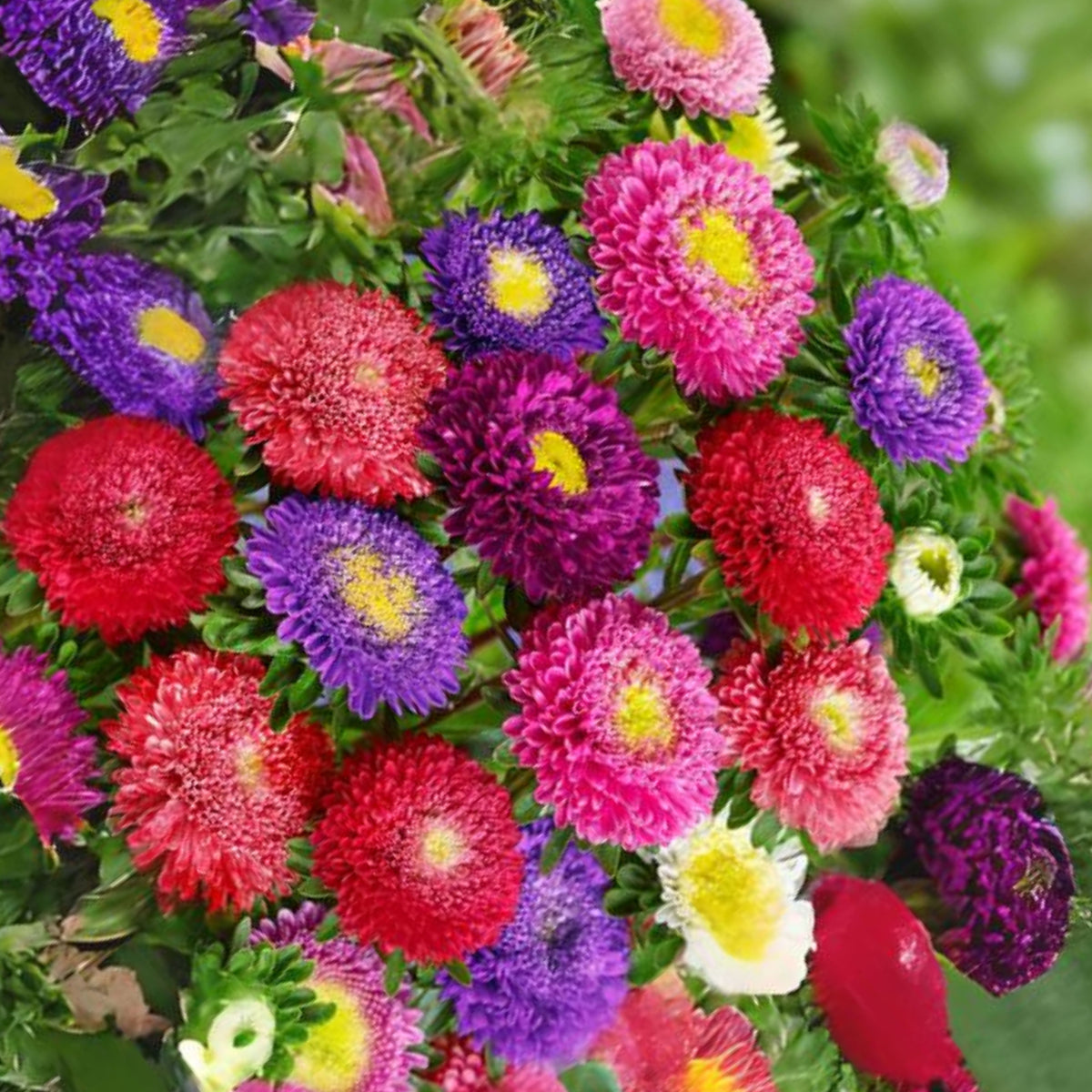 Rubens Mix Aster Seeds (Pompon) - China Aster, 20 seeds