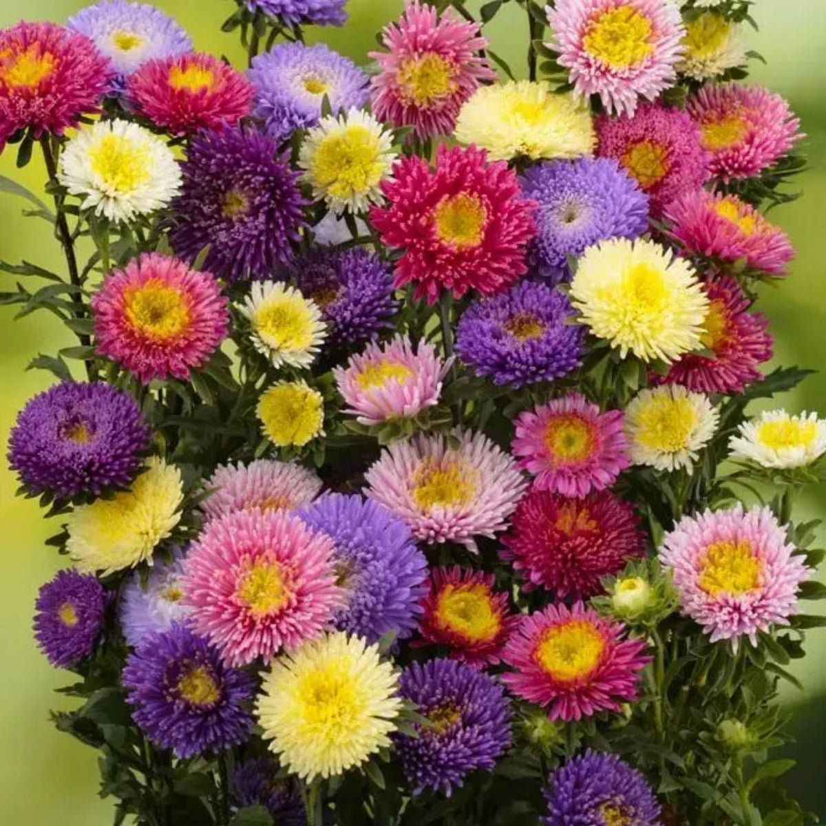 20s | Aster Seeds (Pompon) - Rubens Mix– Heirloom – Non-GMO – Fall Blooms – Pollinator Friendly – Perennial & Annual – Easy to Grow – Colorful Autumn Flowers – Garden to Table – Cottage Garden #8035