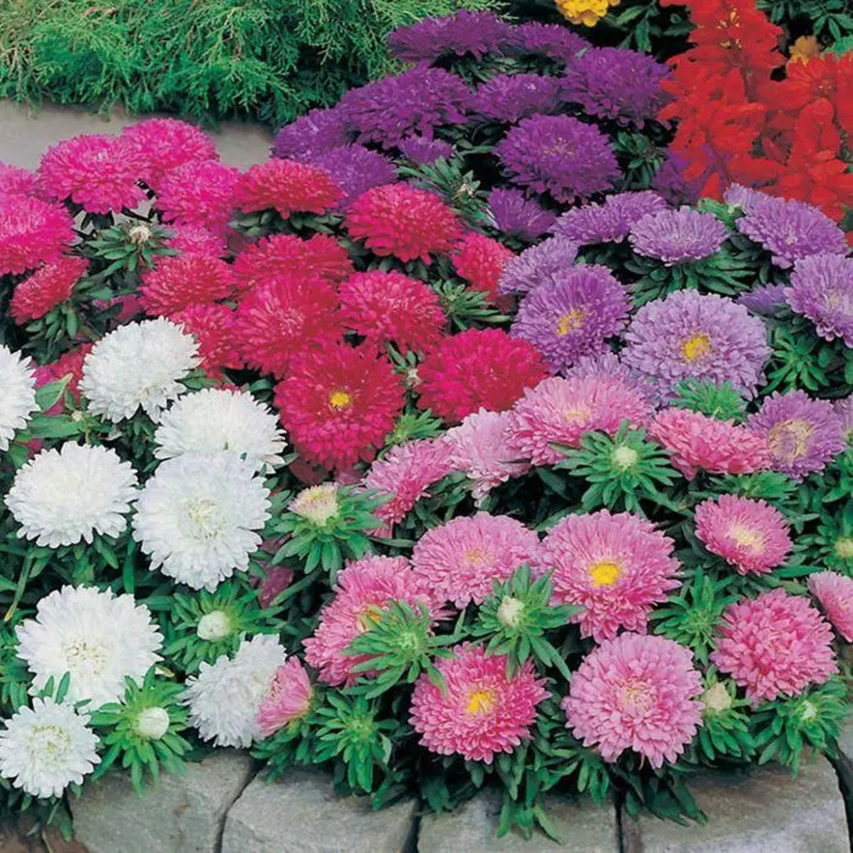20s | Aster Seeds (Pompon) - Rubens Mix– Heirloom – Non-GMO – Fall Blooms – Pollinator Friendly – Perennial & Annual – Easy to Grow – Colorful Autumn Flowers – Garden to Table – Cottage Garden #8035