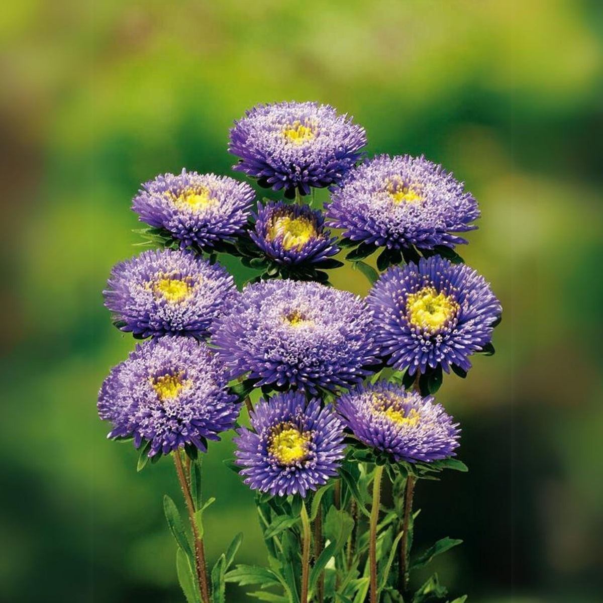 Rubens Mix Aster Seeds (Pompon) - China Aster, 20 seeds