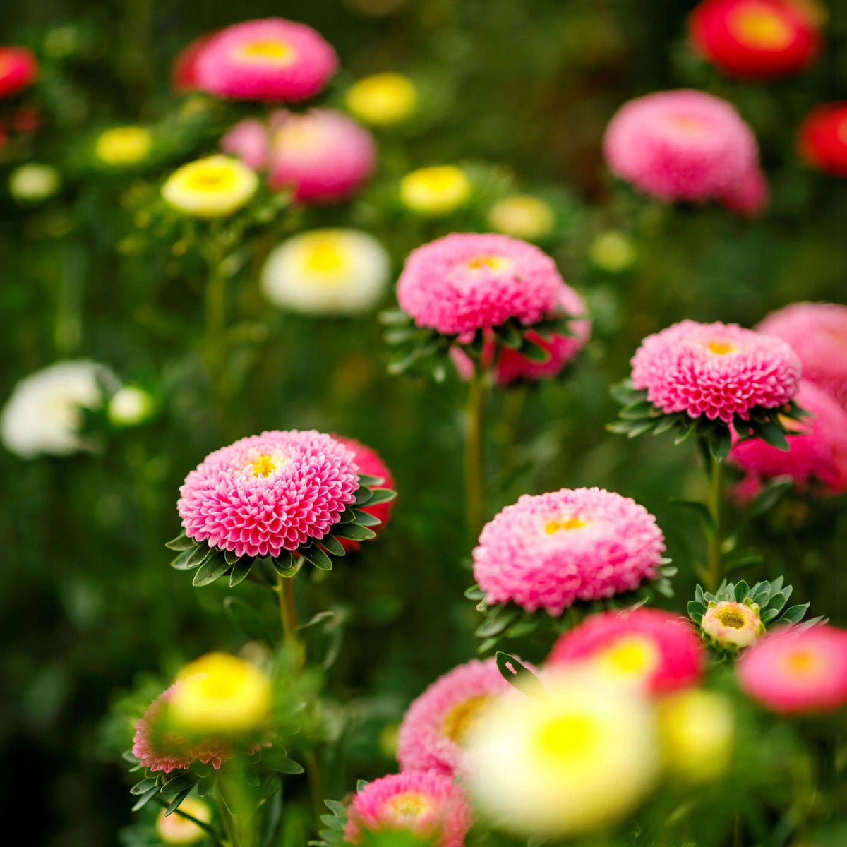 20s | Aster Seeds (Pompon) - Rubens Mix– Heirloom – Non-GMO – Fall Blooms – Pollinator Friendly – Perennial & Annual – Easy to Grow – Colorful Autumn Flowers – Garden to Table – Cottage Garden #8035