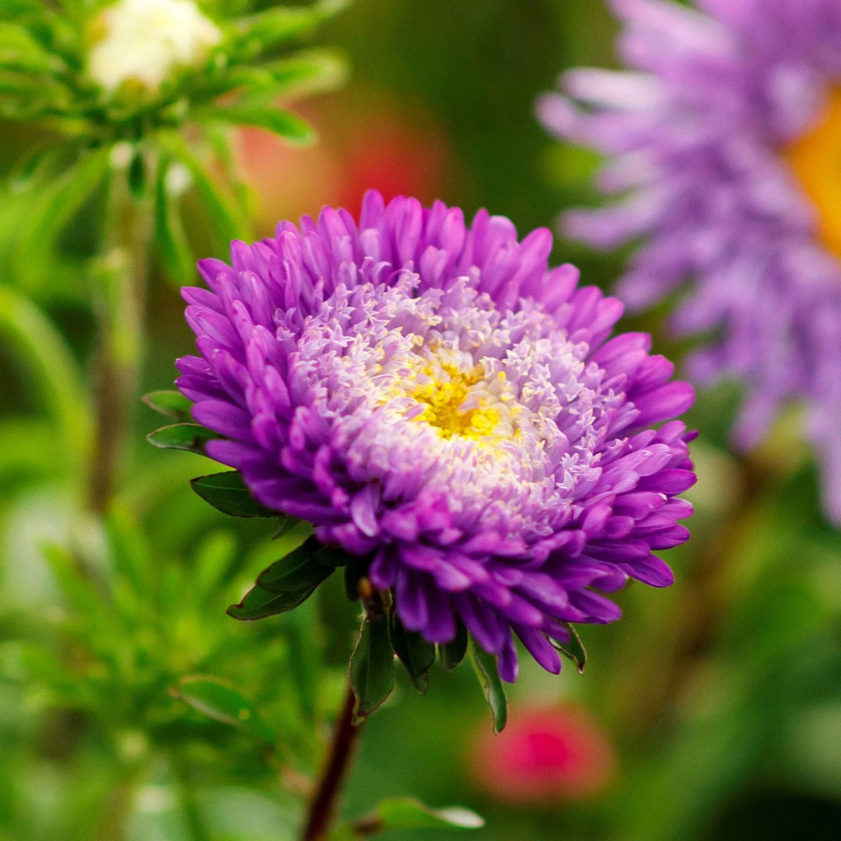 20s | Aster Seeds (Pompon) - Rubens Mix– Heirloom – Non-GMO – Fall Blooms – Pollinator Friendly – Perennial & Annual – Easy to Grow – Colorful Autumn Flowers – Garden to Table – Cottage Garden #8035