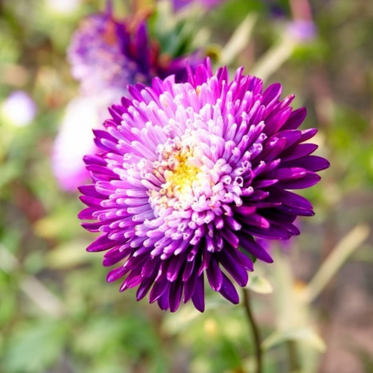 20s | Aster Seeds (Pompon) - Rubens Mix– Heirloom – Non-GMO – Fall Blooms – Pollinator Friendly – Perennial & Annual – Easy to Grow – Colorful Autumn Flowers – Garden to Table – Cottage Garden #8035