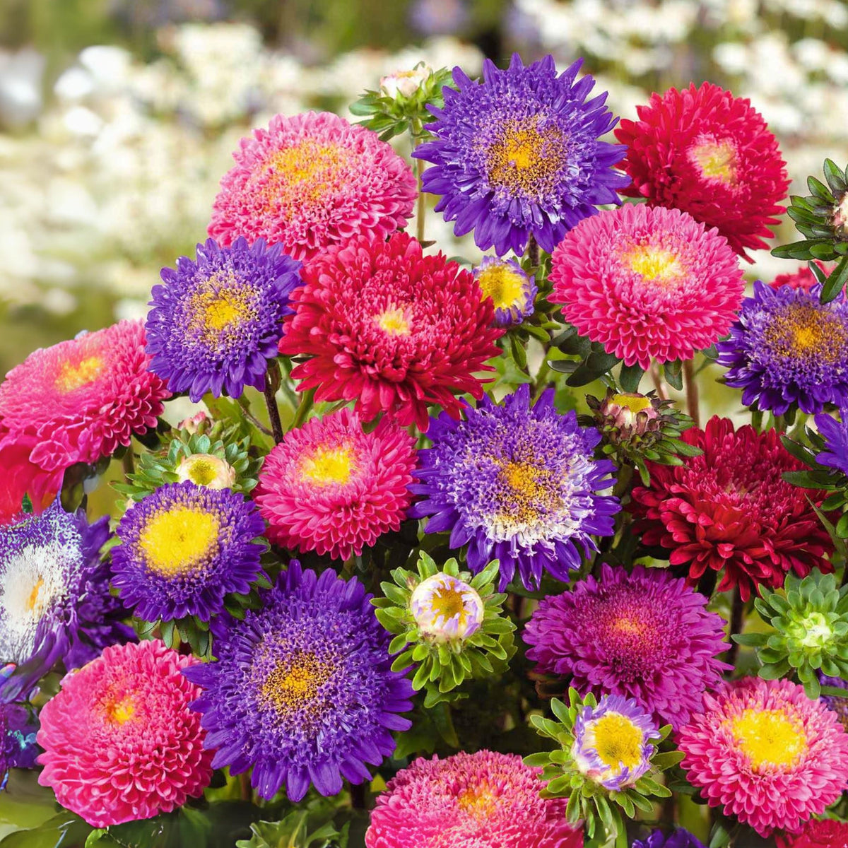 Rubens Mix Aster Seeds (Pompon) - China Aster, 20 seeds