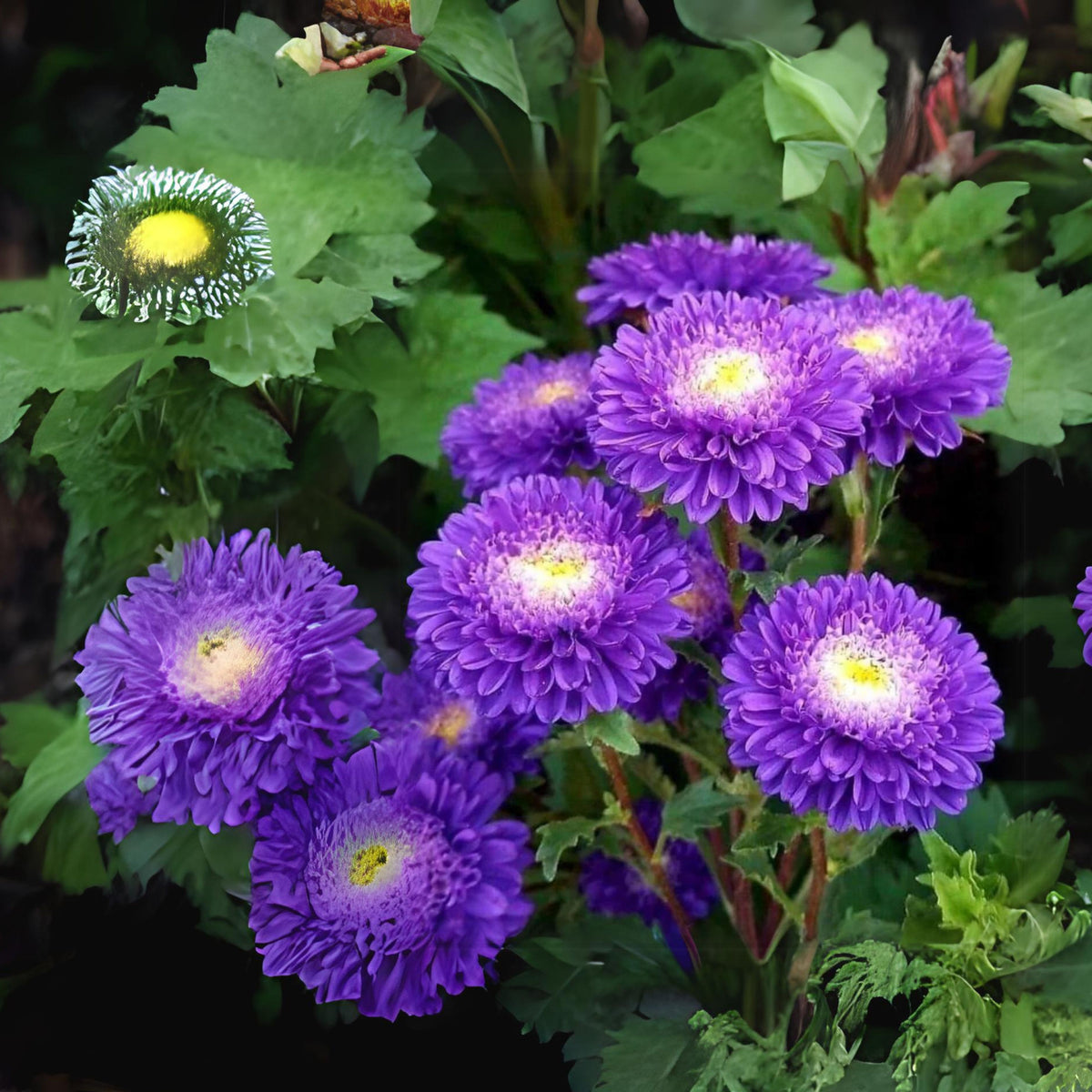 20s | Aster Seeds (Pompon) - Rubens Mix– Heirloom – Non-GMO – Fall Blooms – Pollinator Friendly – Perennial & Annual – Easy to Grow – Colorful Autumn Flowers – Garden to Table – Cottage Garden #8035