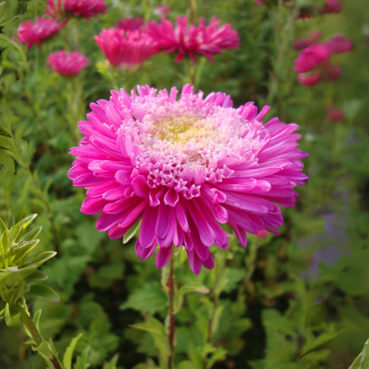 20s | Aster Seeds (Pompon) - Rubens Mix– Heirloom – Non-GMO – Fall Blooms – Pollinator Friendly – Perennial & Annual – Easy to Grow – Colorful Autumn Flowers – Garden to Table – Cottage Garden #8035