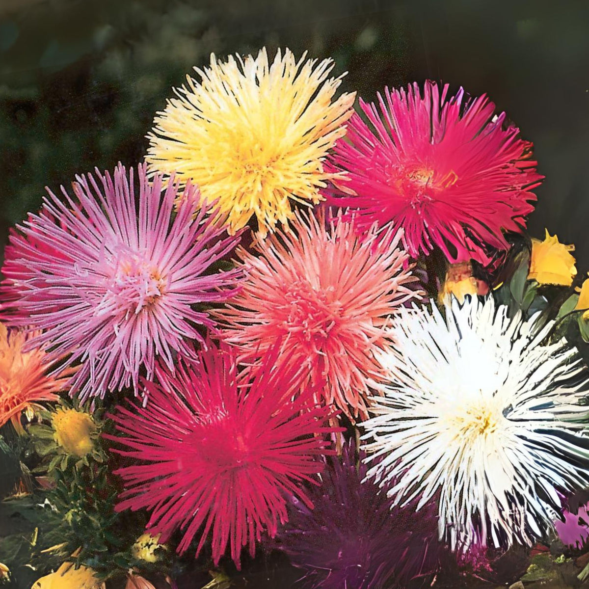 20s | Nova Mix - Aster Seeds (Needle) – Heirloom – Non-GMO – Fall Blooms – Pollinator Friendly – Perennial & Annual – Easy to Grow – Colorful Autumn Flowers – Garden to Table – Cottage Garden#8036