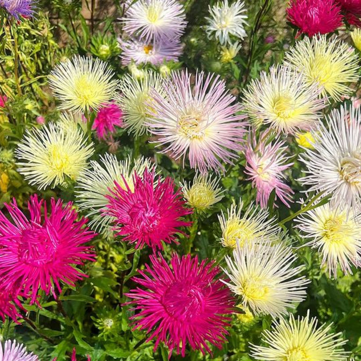 20s | Nova Mix - Aster Seeds (Needle) – Heirloom – Non-GMO – Fall Blooms – Pollinator Friendly – Perennial & Annual – Easy to Grow – Colorful Autumn Flowers – Garden to Table – Cottage Garden#8036