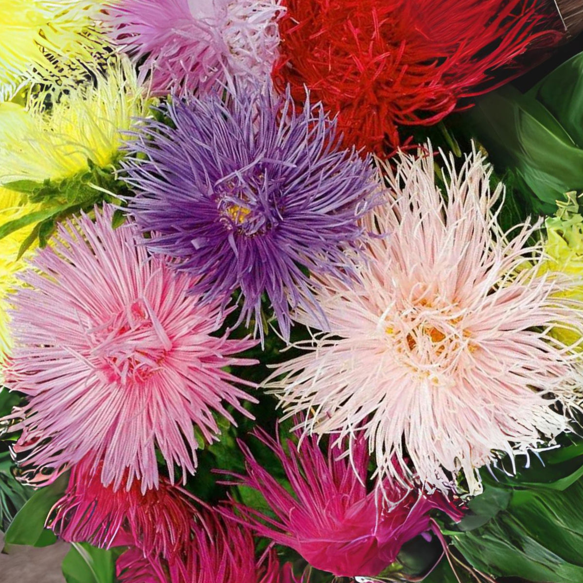 20s | Nova Mix - Aster Seeds (Needle) – Heirloom – Non-GMO – Fall Blooms – Pollinator Friendly – Perennial & Annual – Easy to Grow – Colorful Autumn Flowers – Garden to Table – Cottage Garden#8036